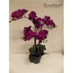   Phalaenopsis Orchidea ültetett cserépben 6 szálas gumi lila 60-70cm