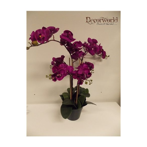 Phalaenopsis Orchidea ültetett cserépben 6 szálas gumi lila 60-70cm