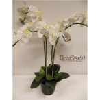   Phalaenopsis Orchidea ültetett cserépben 4 szálas textil fehér