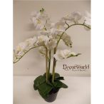   Phalaenopsis Orchidea ültetett cserépben 6 szálas gumi fehér 60-70cm