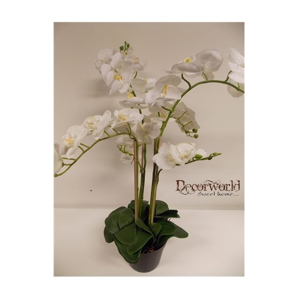 Phalaenopsis Orchidea ültetett cserépben 6 szálas gumi fehér 60-70cm