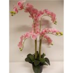   Phalaenopsis Orchidea ültetett cserépben 6 szálas gumi rózsaszín 80-90cm