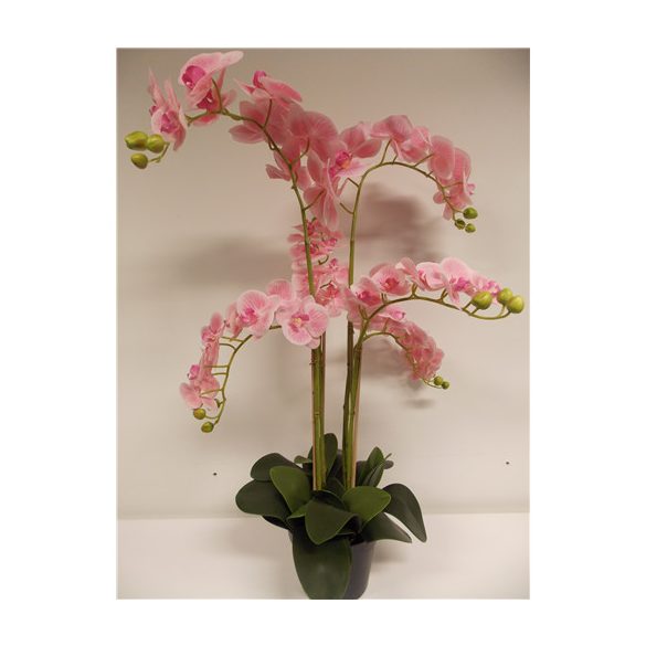 Phalaenopsis Orchidea ültetett cserépben 6 szálas gumi rózsaszín 80-90cm