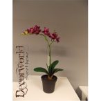 Phalaenopsis Mix Lila