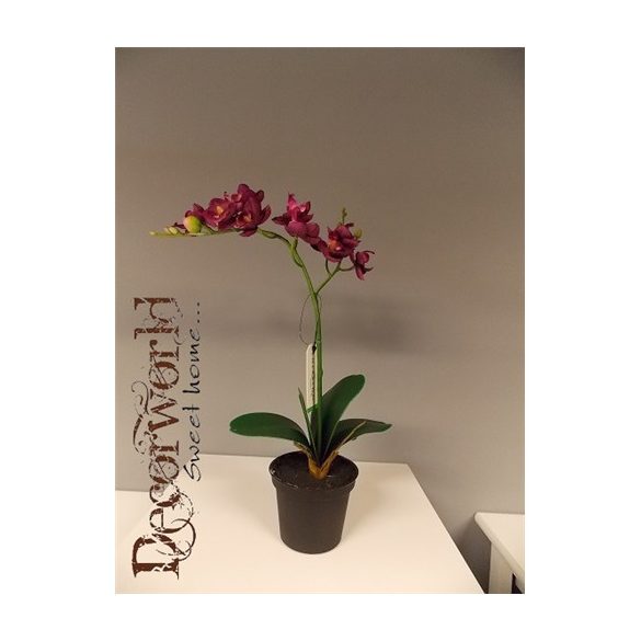 Phalaenopsis Mix Lila