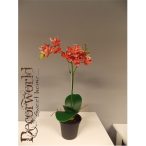 Phalaenopsis Mix Narancssárga