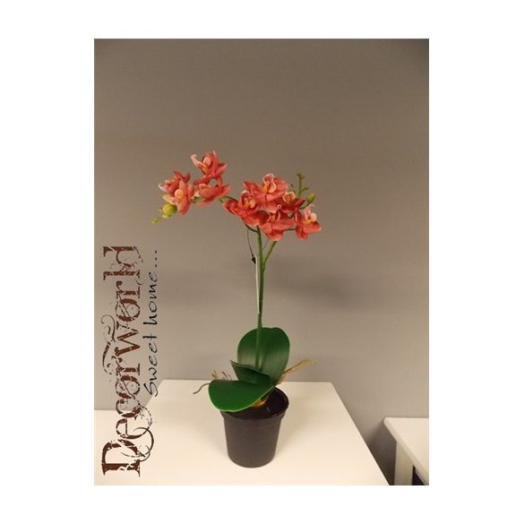 Phalaenopsis Mix Narancssárga