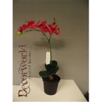 Phalaenopsis Mix Piros