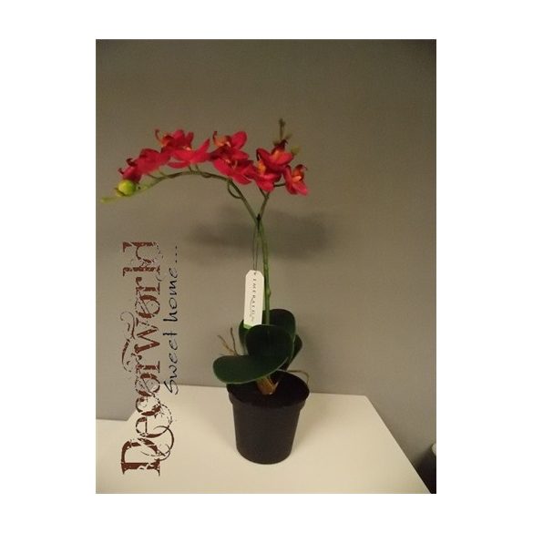 Phalaenopsis Mix Piros