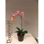 Phalaenopsis Mix Rózsaszín