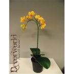 Phalaenopsis Mix Sárga