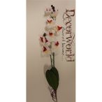 Phalaenopsis Orchidea gyökeres textil Fehér