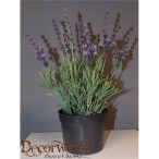 Levendula ültetett 28cm (10cm cserépben)