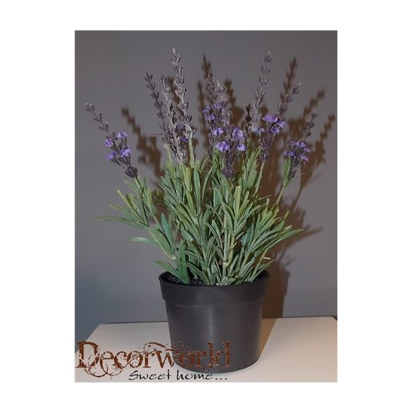 Levendula ültetett 28cm (10cm cserépben)