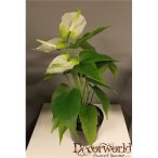 Flamingó ültetett cserépben 40-45cm fehér zöld