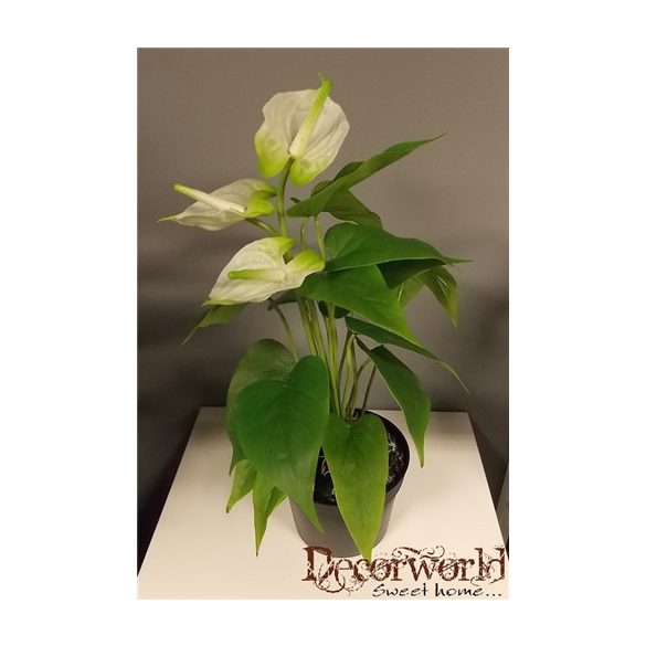 Flamingó ültetett cserépben 40-45cm fehér zöld