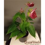 Flamingó ültetett cserépben 40-45cm lila zöld