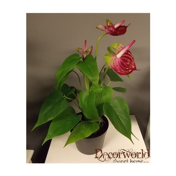 Flamingó ültetett cserépben 40-45cm lila zöld