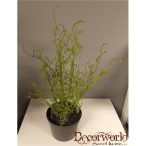 Sárkányvirág műa. cserépben 35-40cm zöld