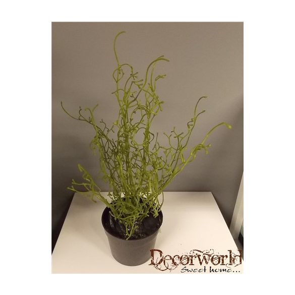 Sárkányvirág műa. cserépben 35-40cm zöld