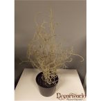 Sárkányvirág műa. cserépben 35-40cm szürke