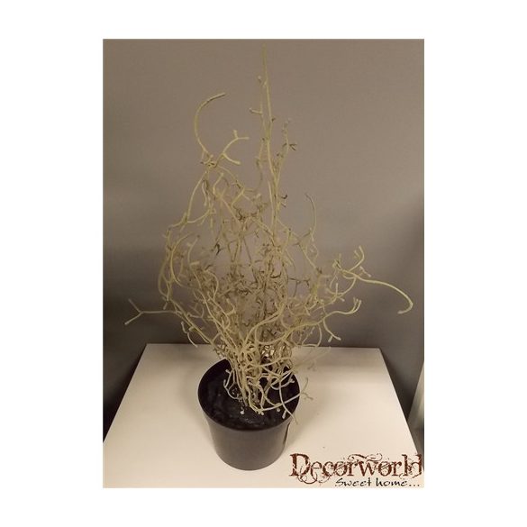 Sárkányvirág műa. cserépben 35-40cm szürke