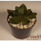 Kövirózsa ültetett műa. cserépben 10cm