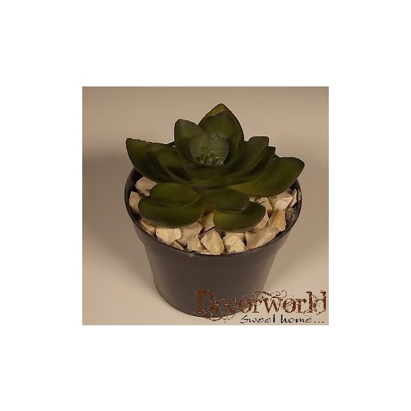 Kövirózsa ültetett műa. cserépben 10cm