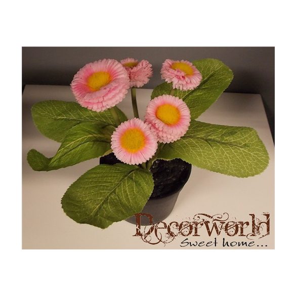 Százszorszép bokor 20cm rózsaszín