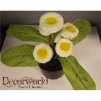 Százszorszép bokor 20cm krém