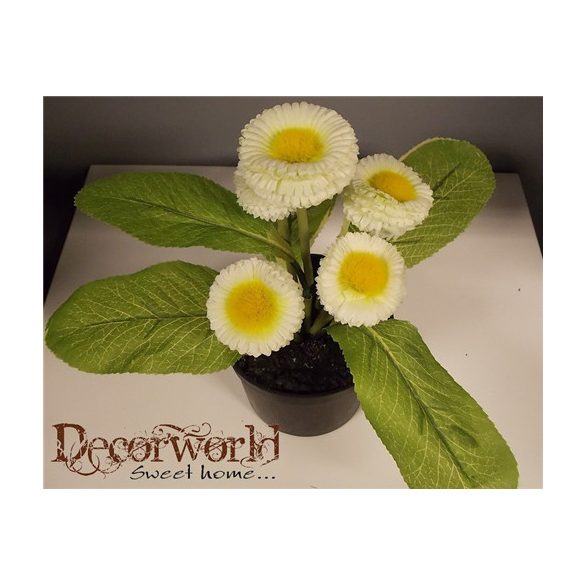 Százszorszép bokor 20cm krém