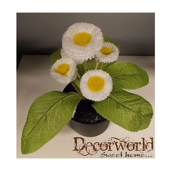 Százszorszép bokor 20cm fehér