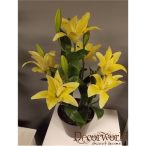 Liliom ültetett műa. cserépben 50-55cm sárga