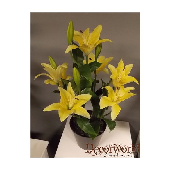 Liliom ültetett műa. cserépben 50-55cm sárga