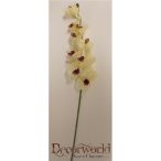 Gumi phalaenopsis orchidea hosszú krém-bordó