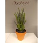 Erika bokor ültetett cserépben 25-30cm