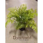 Élethű erdei páfrány gumi ültetett 35-40cm