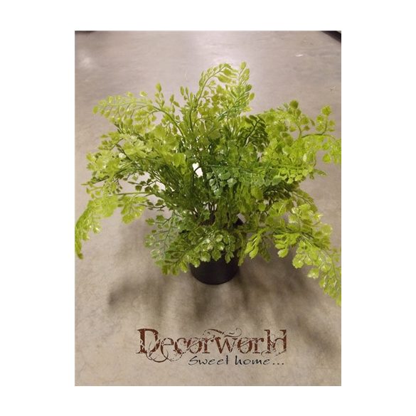 Élethű erdei páfrány gumi ültetett 35-40cm