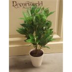 Leveles bokor ültetett 50cm