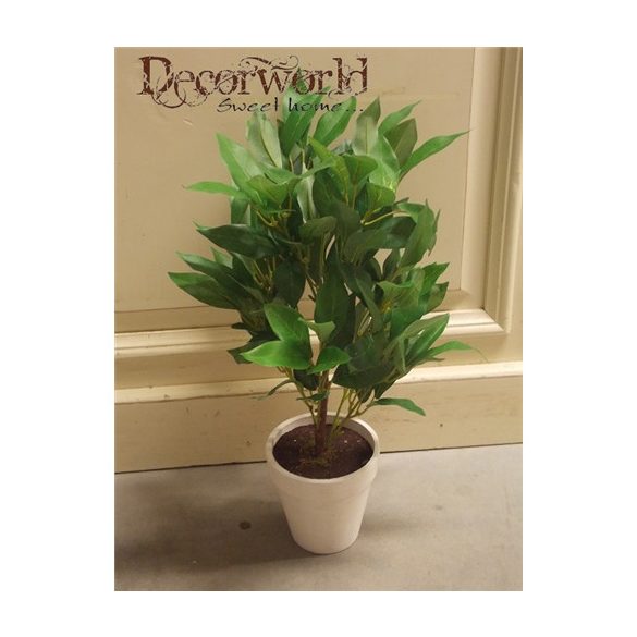 Leveles bokor ültetett 50cm