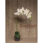 Phalaenopsis 1 szálas "natural touch" 50cm