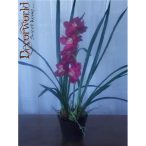 Cymbidium Orhidea ültetett 75cm ciklámen