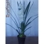 Cymbidium Orhidea ültetett 75cm fehér