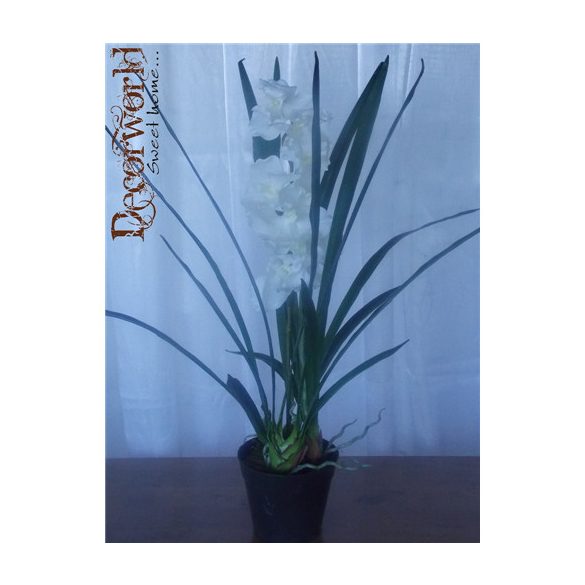 Cymbidium Orhidea ültetett 75cm fehér