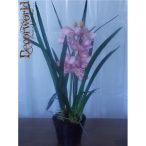 Cymbidium Orhidea ültetett 75cm mályva-rózsaszín