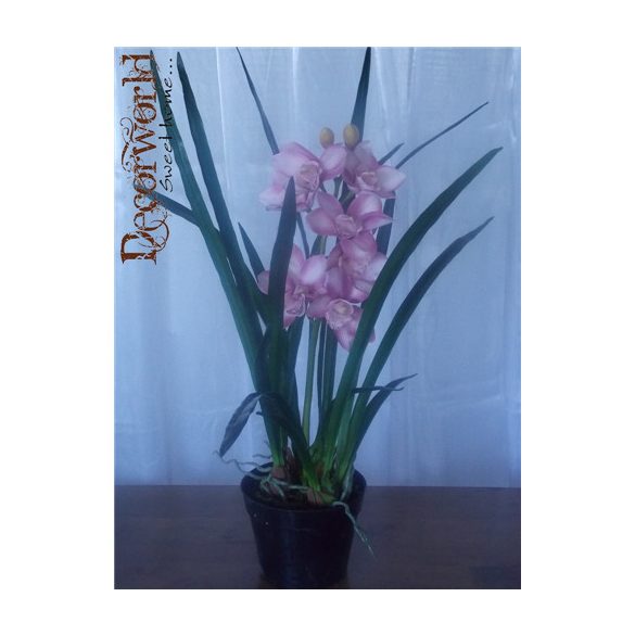 Cymbidium Orhidea ültetett 75cm mályva-rózsaszín