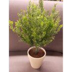 Apró leveles bokor ültetett 45cm