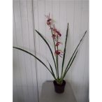 Orchidea 3 szálas 70cm (műanyag cserépben) - Lila