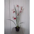 Orchidea 3 szálas 70cm (műanyag cserépben) - Piros