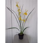 Orchidea 3 szálas 70cm (műanyag cserépben) - Sárga